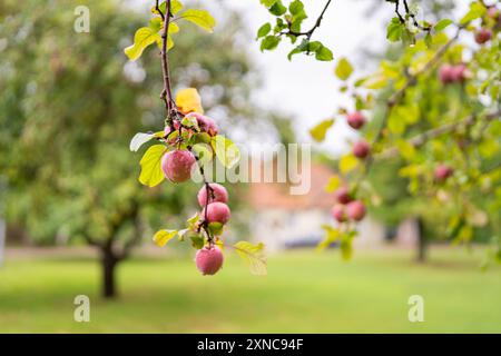 Apfel mit Regentropfen Hintergrund. Reifung von Apfelfrüchten auf Zweigen im Garten im Regen. Stockfoto