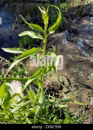 Gooddings Weide (Salix gooddingii) Plantae Stockfoto