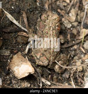 Kalifornische Kröte (Anaxyrus boreas halophilus) Amphibia Stockfoto