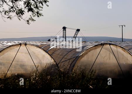 Gewächshäuser stehen am Tagebau Hambach - im Hintergrund ist der obere Teil eines Schaufelradbaggers sichtbar, wie er im Tagebau Kohle abbaut. Themenbild, Symbolbild Kerpen, 30.07.2024 NRW Deutschland *** Gewächshäuser stehen am Tagebau Hambach im Hintergrund, der obere Teil eines Schaufelradbaggers ist bei der Kohlegewinnung sichtbar im Tagebau Themenbild, Symbolbild Kerpen, 30 07 2024 NRW Deutschland Copyright: XChristophxHardtx Stockfoto