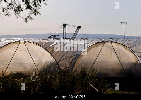 Gewächshäuser stehen am Tagebau Hambach - im Hintergrund ist der obere Teil eines Schaufelradbaggers sichtbar, wie er im Tagebau Kohle abbaut. Themenbild, Symbolbild Kerpen, 30.07.2024 NRW Deutschland *** Gewächshäuser stehen am Tagebau Hambach im Hintergrund, der obere Teil eines Schaufelradbaggers ist bei der Kohlegewinnung sichtbar im Tagebau Themenbild, Symbolbild Kerpen, 30 07 2024 NRW Deutschland Copyright: XChristophxHardtx Stockfoto