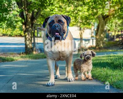 EIN FAWN FARBIGER BULLMASTIFF UND EIN HELLBRAUNER SPIELZEUGPUDEL STEHEN ZUSAMMEN IN EINEM PARK MIT SCHÖNEN AUGEN AUF MERCER ISLAND WASHINGTON Stockfoto