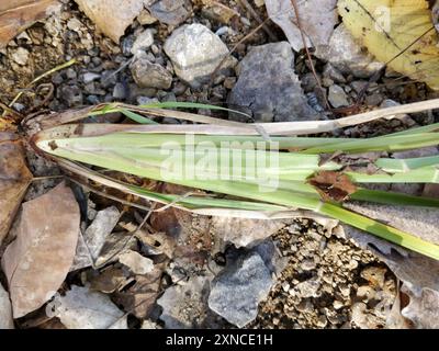 Chinesisches Pennisetum (Cenchrus alopecuroides) Plantae Stockfoto