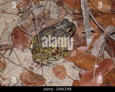 Garman's Toad (Sclerophrys garmani) Amphibia Stockfoto