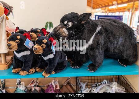 Stuff Toys of the Tasmanian Devil im East Coast Nature World ist Tasmaniens Naturpark für Tierwelt und Ökologie in Bicheno im Osten von C Stockfoto