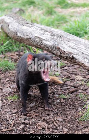 Ein Tasmanischer Teufel in seinem Gehege an der East Coast Natureworld ist Tasmaniens natürliche Tierwelt und Ökopark an der Ostküste Tasmaniens, Aust Stockfoto