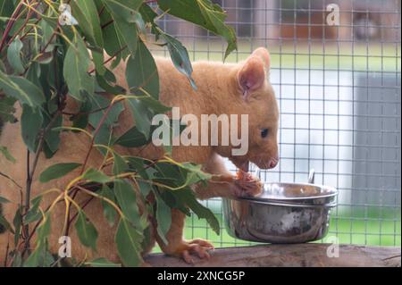 Ein goldener Busch in seinem geräumigen Käfig an der East Coast Natureworld, Tasmaniens natürlicher Tierwelt und dem Ecologypark an der Ostküste von Tasm Stockfoto