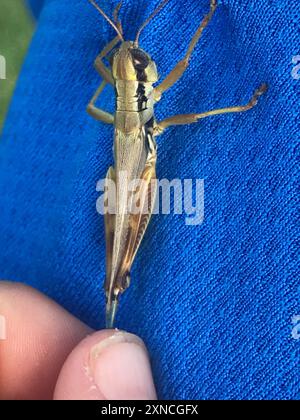 Grossköpfige Grasshopper (Phoetaliotes nebrascensis) Insecta Stockfoto