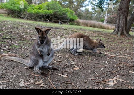 Das Rothalswallaby oder Bennett's Wallaby ist ein mittelgroßes Beuteltier, das in den gemäßigteren und fruchtbareren Teilen Ostaustraliens verbreitet ist Stockfoto