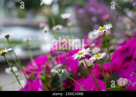 Mexikanische Gänseblümchen, fleabane, Cornish Gänseblümchen, mit weißen Blüten und gelben Zentren, rosa, bevor sie sich öffnen. Fotografiert in Kensington Gardens, London Stockfoto