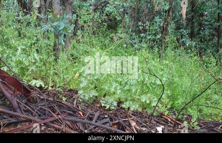 Mariendistel (Silybum marianum) Plantae Stockfoto