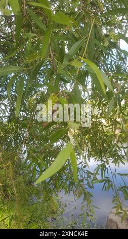 Gooddings Weide (Salix gooddingii) Plantae Stockfoto