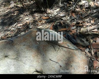 Jacky Dragon (Amphibolurus muricatus) Reptilia Stockfoto