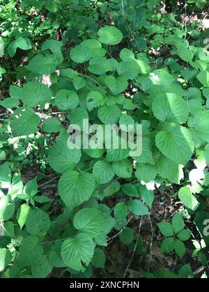 Arrowwood (Viburnum molle) Plantae Stockfoto