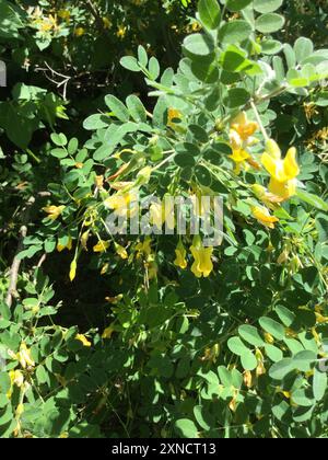 Sibirischer Erbsenstrauch (Caragana arborescens) Plantae Stockfoto