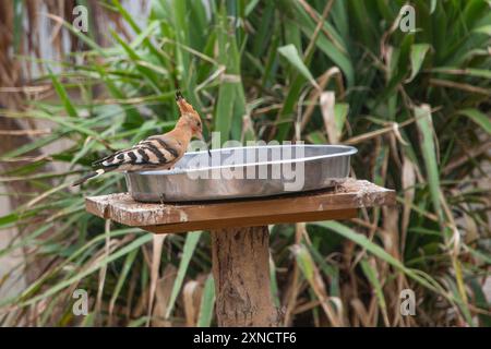 Eurasischer Wiedehopf, Upupa-Epen, Vogel, der auf der Fütterung der Blechschale sitzt, Trinkwasser Stockfoto