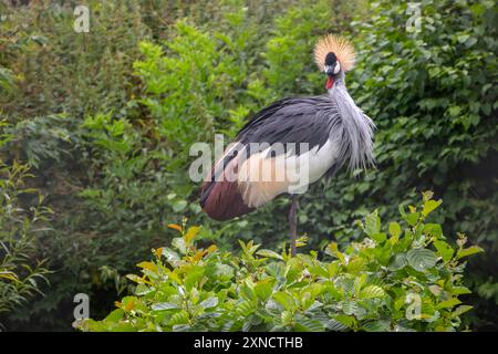 Grau gekrönter Kran (Balearica regulorum), Vogel, der auf einem Baum thront. goldener Kronenkran, Haubenkran, südafrikanischer Kran Stockfoto