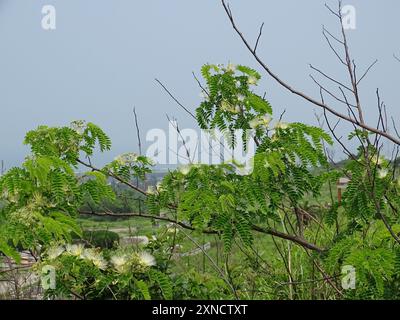 Kalkora Mimosa (Albizia kalkora) Plantae Stockfoto