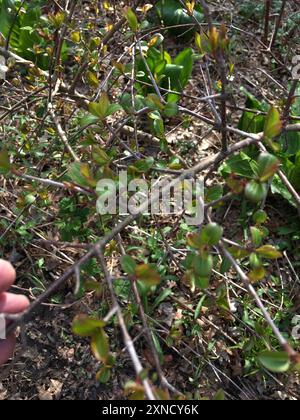Blackhaw (Viburnum prunifolium) Plantae Stockfoto