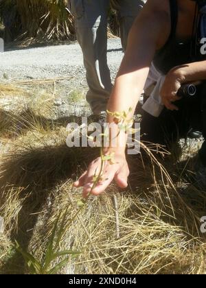 Stream Orchidee (Epipactis gigantea) Plantae Stockfoto