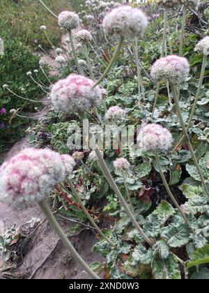 Buckweizen (Eriogonum latifolium) Plantae am Meer Stockfoto