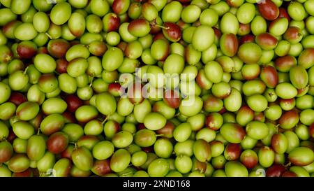 Karonda-Frucht auf Frucht. Johannisbeere oder Carandas-Pflaume, carissa Carandas in grüner Farbe Stockfoto