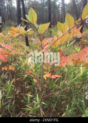 Poison Sumac (Toxicodendron vernix) Plantae Stockfoto