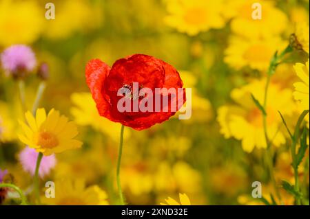 Mohn zwischen wilden Blumen. Stockfoto