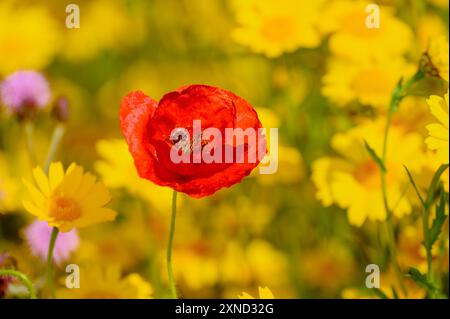 Ein Mohn zwischen wilden Blumen. Stockfoto