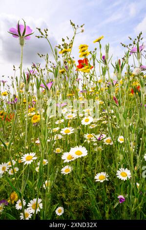 Ein aufrechtes Bild von wilden Blumen auf einer Wiese in den Cotswolds. Stockfoto