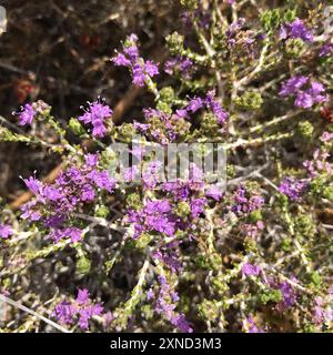 Spanischer Oregano (Thymbra capitata) Plantae Stockfoto