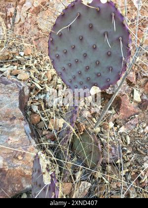 Violet Pricklypear (Opuntia gosseliniana) Plantae Stockfoto