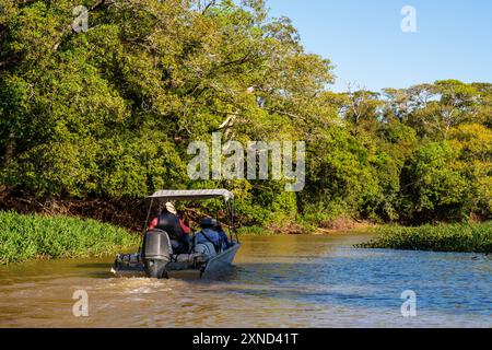 Touristen auf der Suche nach dem jaguar, der größten südamerikanischen Katze, Meeting of Waters Park, Pantanal von Mato Grosso, Brasilien Stockfoto