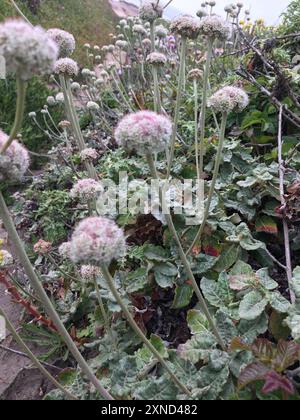 Buckweizen (Eriogonum latifolium) Plantae am Meer Stockfoto