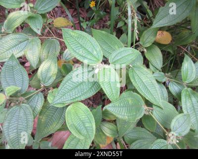 Kosters Fluch (Miconia crenata) Plantae Stockfoto