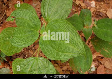 Kosters Fluch (Miconia crenata) Plantae Stockfoto