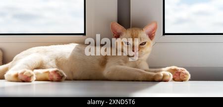 Burmesische rote Kätzchen, die auf der Fensterbank ruhen. Die Katze liegt auf einem Katzenbett am Fenster. Stockfoto