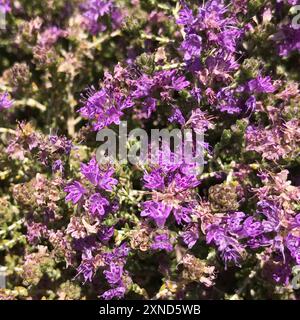 Spanischer Oregano (Thymbra capitata) Plantae Stockfoto