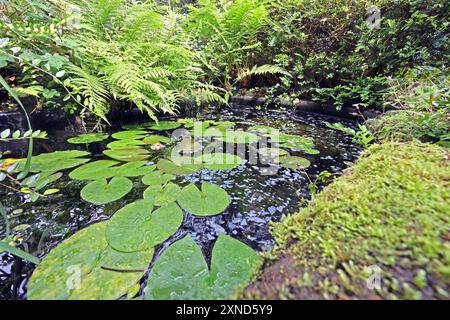 Fertigteiche als Dekoration für Gärten ein Fertigteich aus Kunststoff im Stil von einem Naturteich umrahmt von üppiger Vegetation. Auf der Wasseroberfläche schwimmt Flockenfutter für Teichfische. *** Fertigteiche als Dekoration für Gärten Ein Fertigteich aus Kunststoff im Stil eines Naturteiches umgeben von üppiger Vegetation Flockenfutter für Teichfische schwimmt auf der Wasseroberfläche Stockfoto