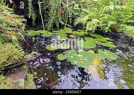 Fertigteiche als Dekoration für Gärten ein Fertigteich aus Kunststoff im Stil von einem Naturteich umrahmt von üppiger Vegetation. Auf der Wasseroberfläche schwimmt Flockenfutter für Teichfische. *** Fertigteiche als Dekoration für Gärten Ein Fertigteich aus Kunststoff im Stil eines Naturteiches umgeben von üppiger Vegetation Flockenfutter für Teichfische schwimmt auf der Wasseroberfläche Stockfoto