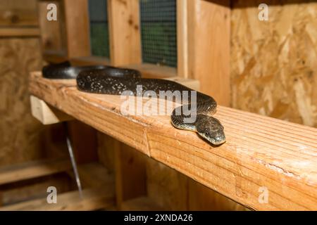 Schwarze Rattenschlange in einem Hühnerstall Stockfoto