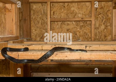 Schwarze Rattenschlange in einem Hühnerstall Stockfoto