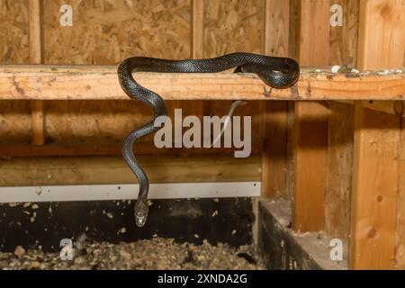 Schwarze Rattenschlange in einem Hühnerstall Stockfoto