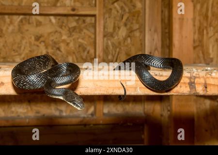 Schwarze Rattenschlange in einem Hühnerstall Stockfoto