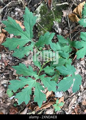 Cellandine Mohn (Stylophorum diphyllum) Plantae Stockfoto