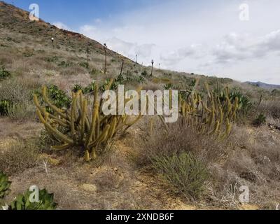 Cereus (Bergerocactus emoryi) Plantae Stockfoto