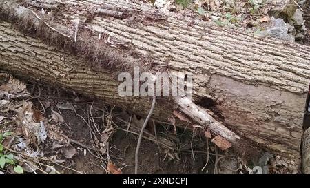 Grünasche (Fraxinus pennsylvanica) Plantae Stockfoto