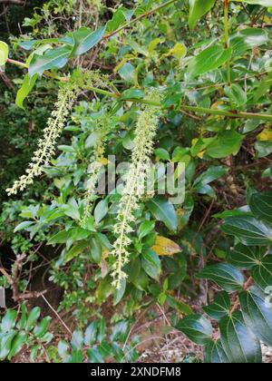 Baum Tutu (Coriaria arborea) Plantae Stockfoto