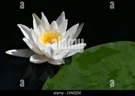 Weiße Lotosblüte (Seerose) in voller Blüte, friedlich auf dunklem Wasser auf dem Fluss Klátovské Rameno in der Slowakei Stockfoto