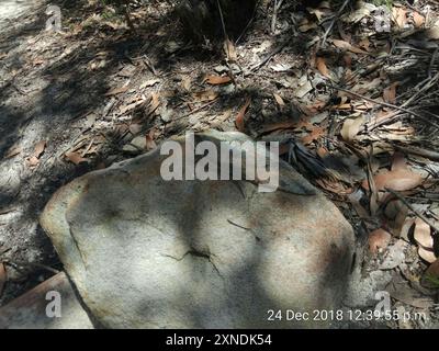 Jacky Dragon (Amphibolurus muricatus) Reptilia Stockfoto